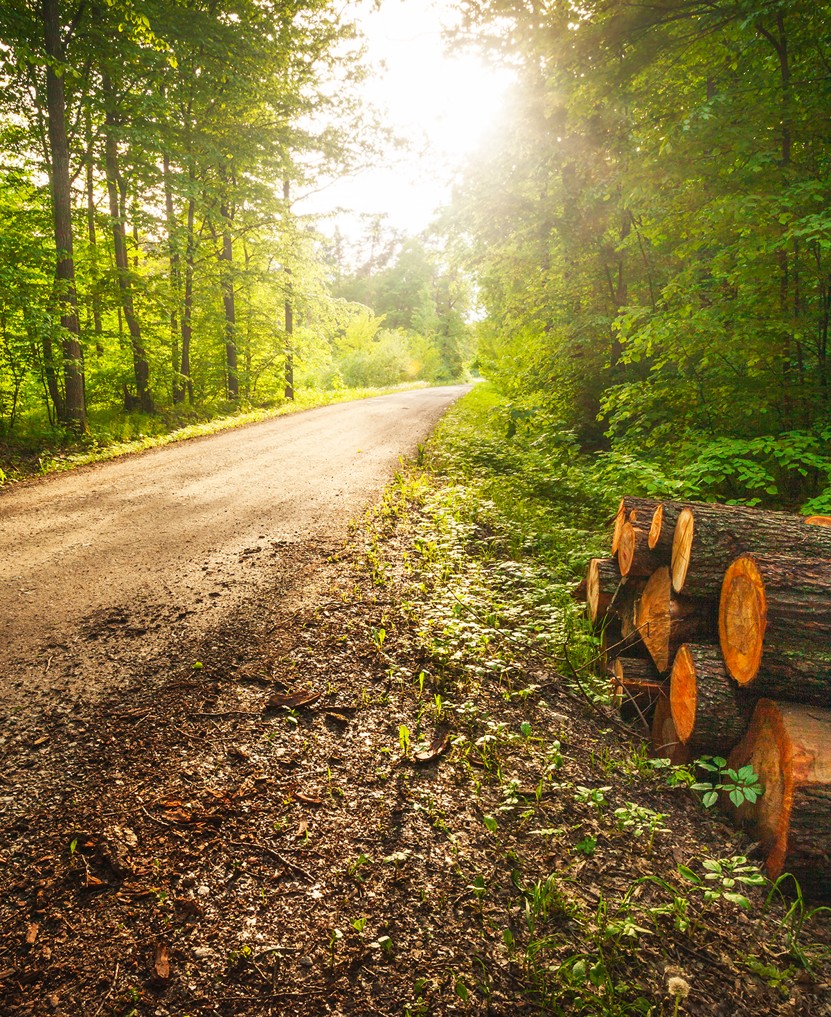 A road at sunset with tree logs on the side of the road