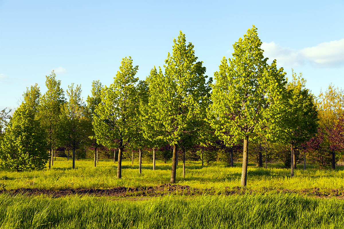 A field of trees