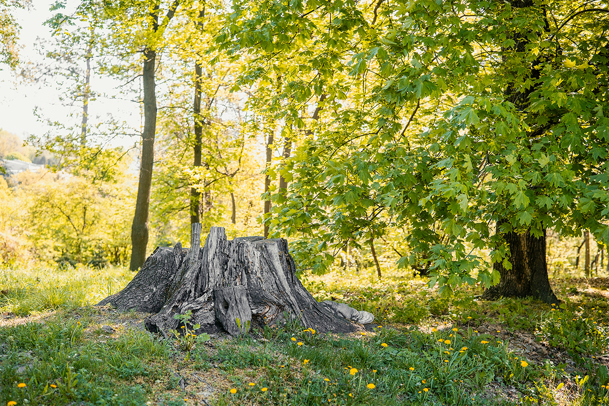 A dead tree stump in the forest
