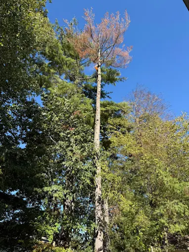 Very tall dead tree that needs to be removed