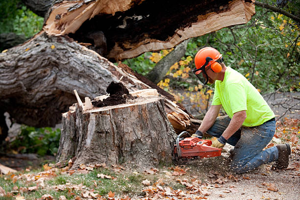 A man cutting up a tree stump