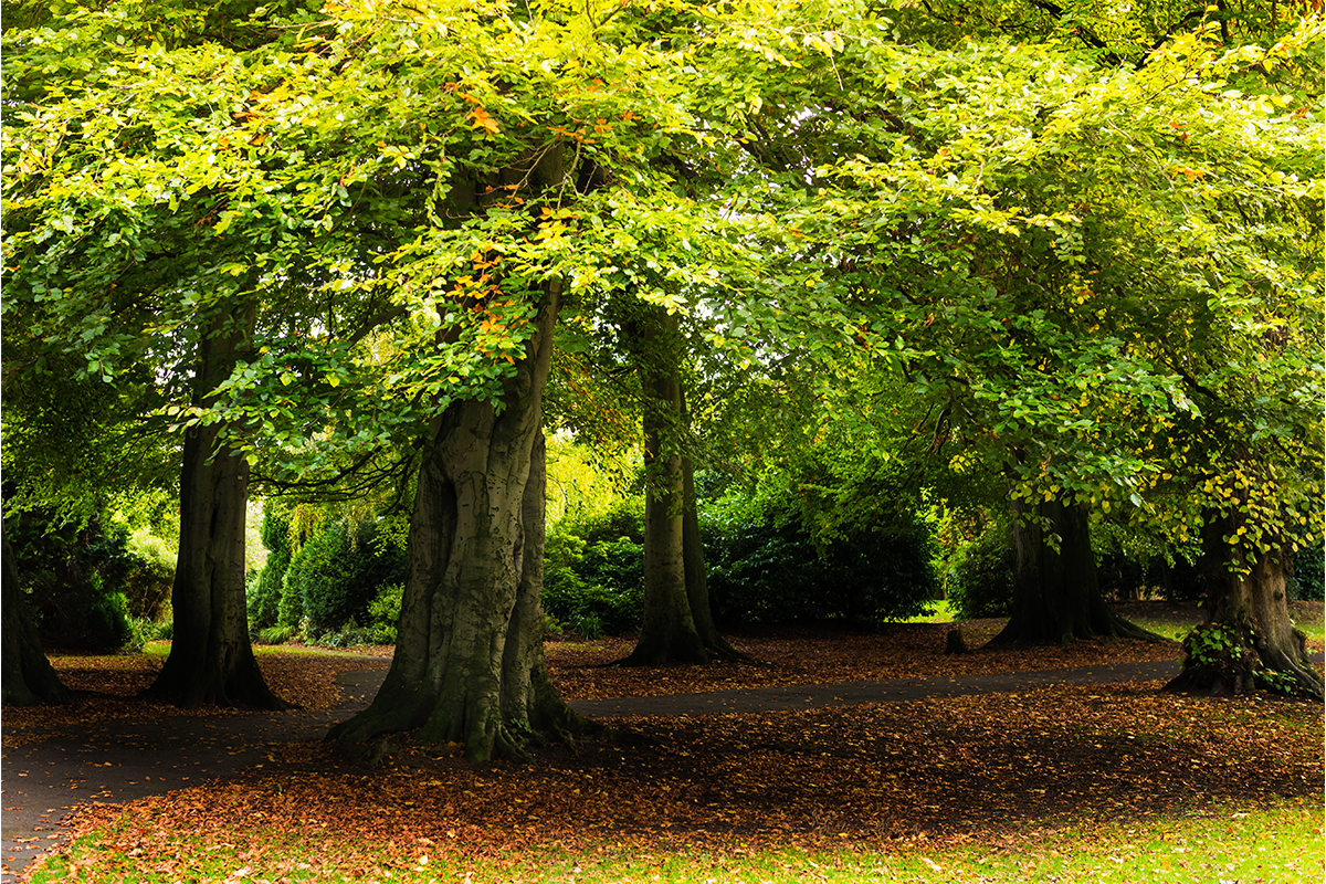 A walkway covered with trees