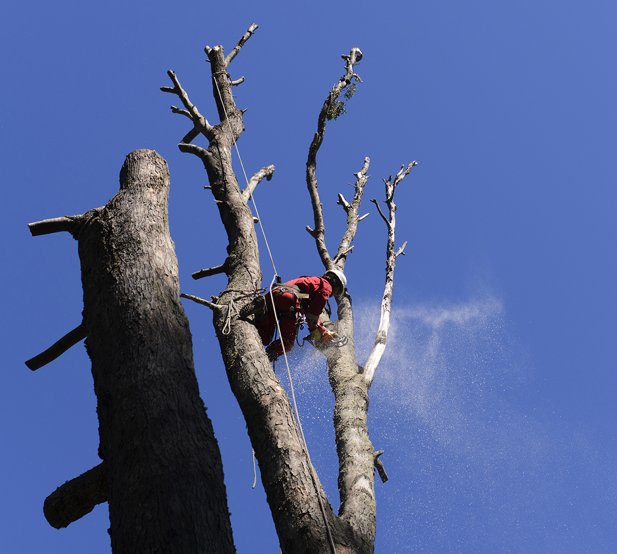 A man tethered to a tree cutting limbs