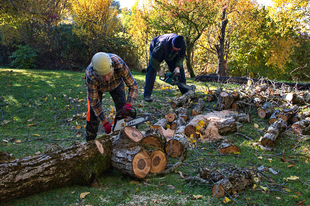 Two men cutting up a tree trunk