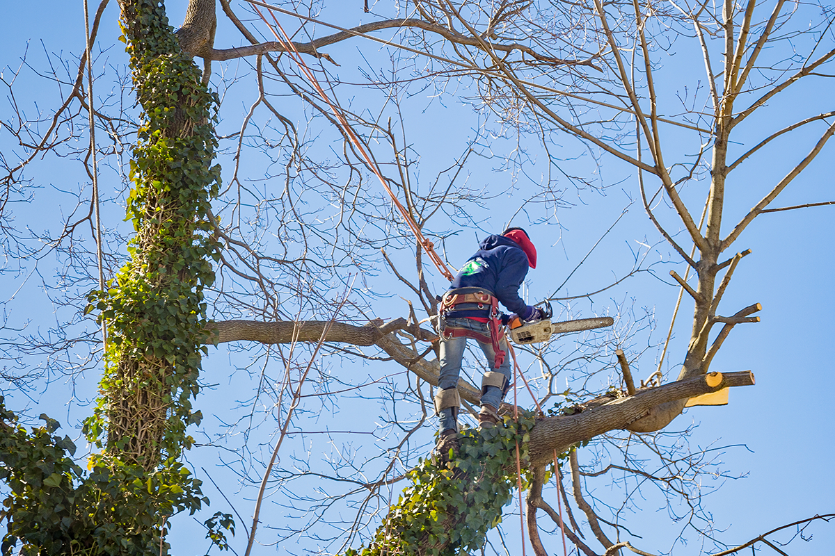 A man cutting a tree limb with a chainsaw