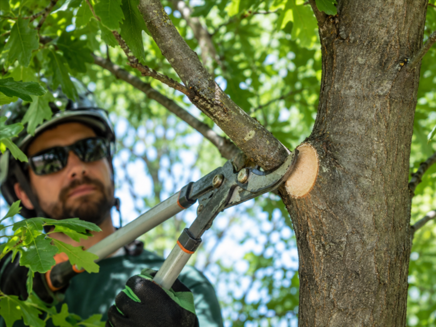 Tree Trimming Mistakes to Avoid