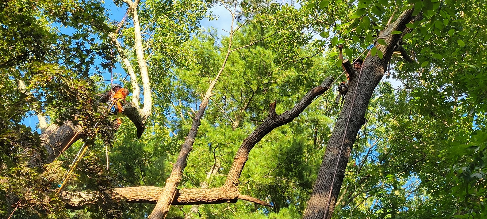 affordable tree services